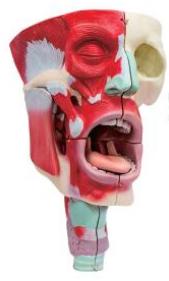 鼻、口、咽喉腔分解模型